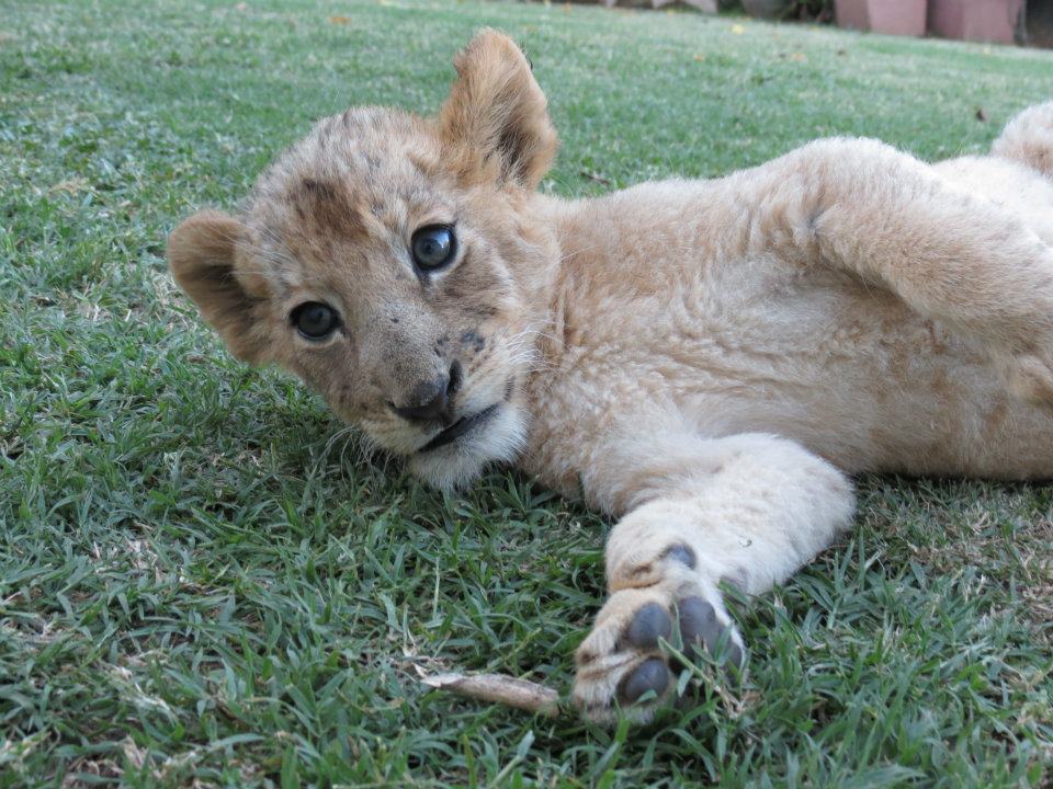 Visiting Friends in Johannesburg South Africa - Wandering Traveler