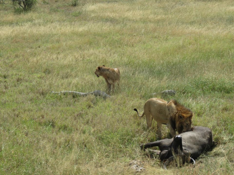 Krugar Park Safari Adventure - Wandering Traveler