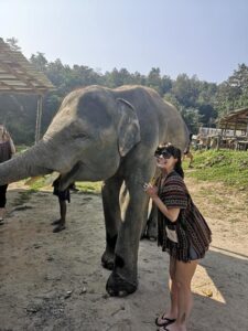 elephant feeding