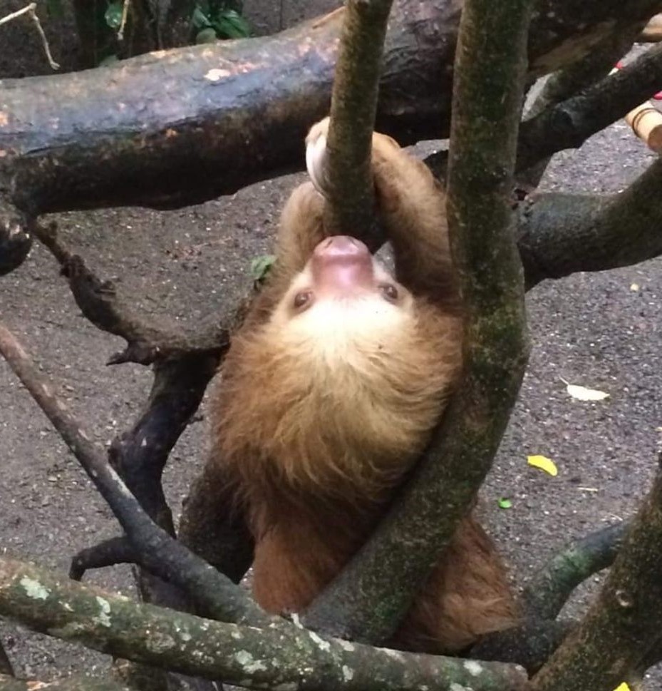 Costa Rica Sloth