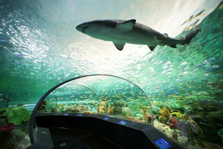 Ripleys Aquarium of Canada Dangerous Lagoon