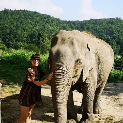 Thailand Elephant Chiang Mai 1 1
