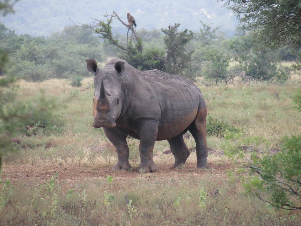 Krugar Park Safari Adventure - Wandering Traveler