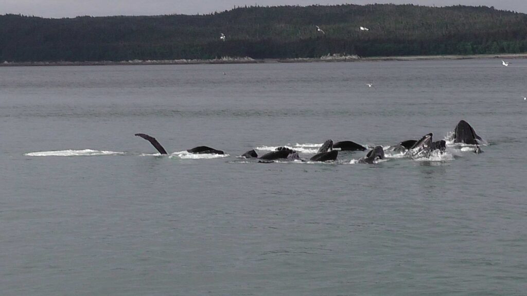 Whale Tour Bubble netting