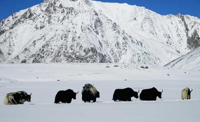 Shimshal Yaks 9 min