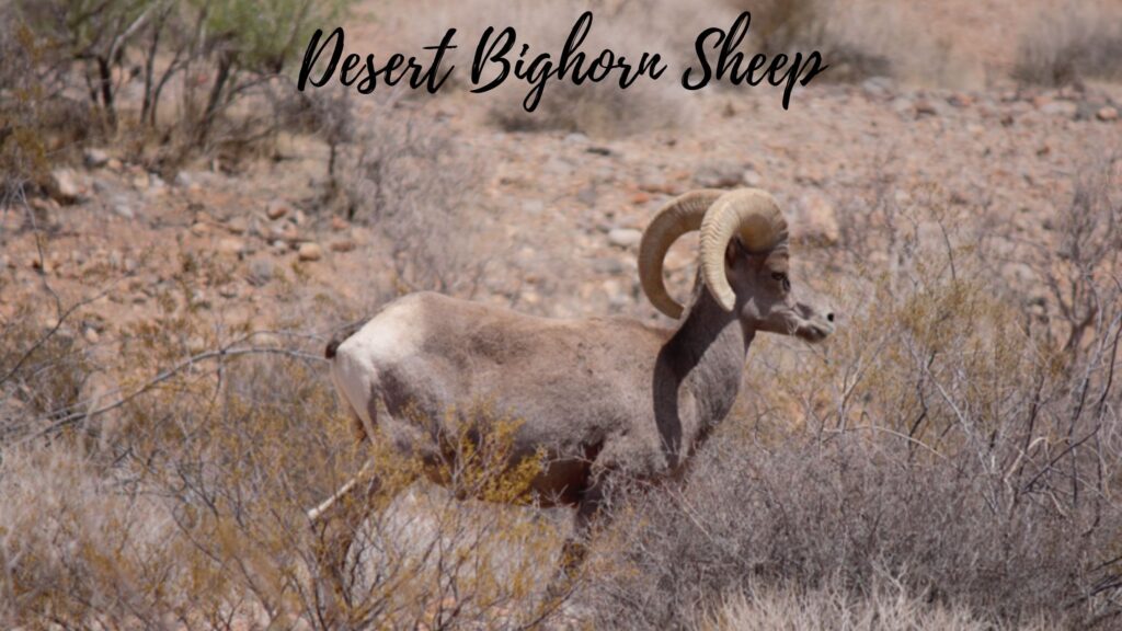 Desert Bighorn Sheep 1